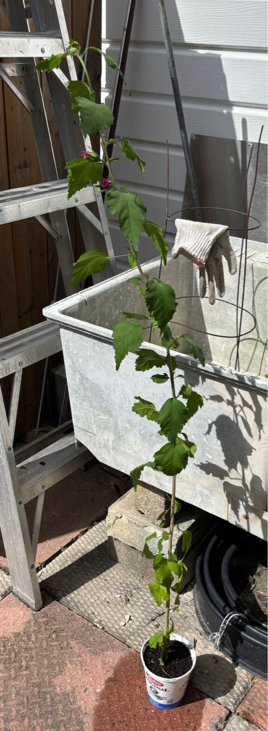 Rose of Sharon Hibiscus plant.