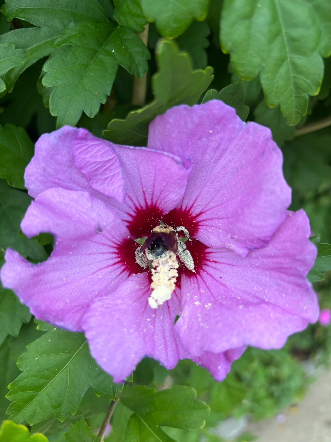 Rose of Sharon Hibiscus plant. - photo 2