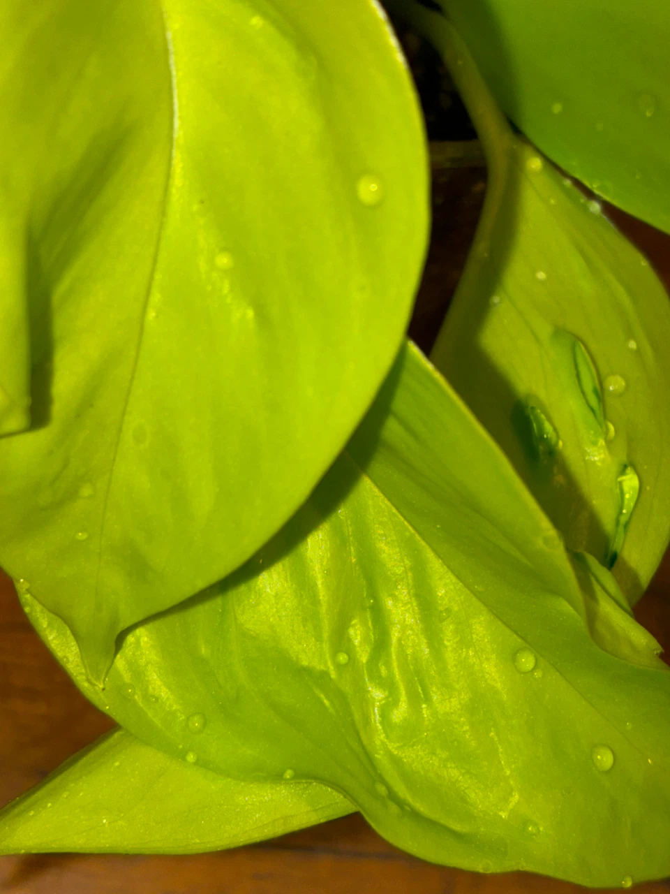 Plant Sale!!! - photo 2