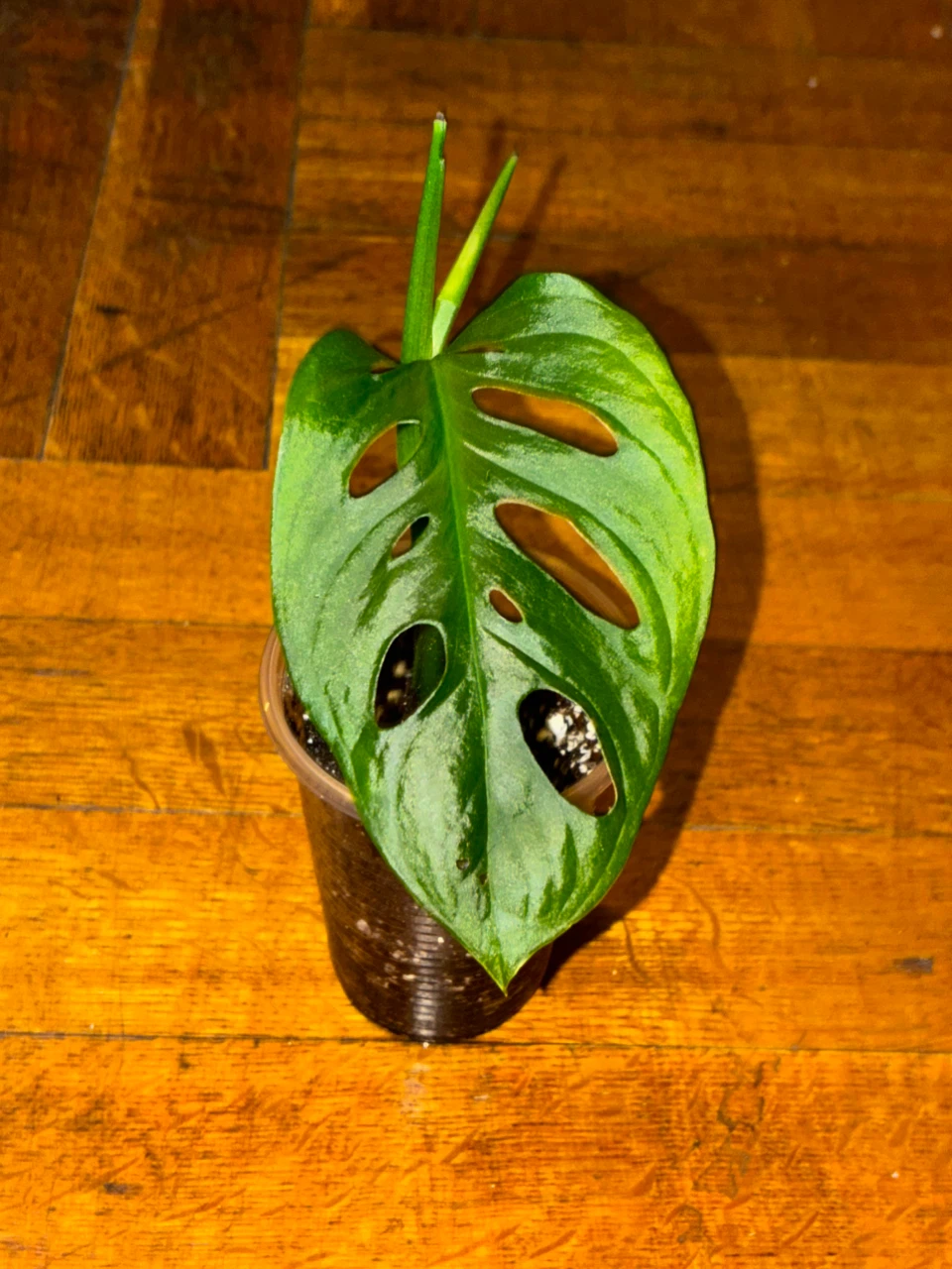 Plant Sale!!! - photo 4