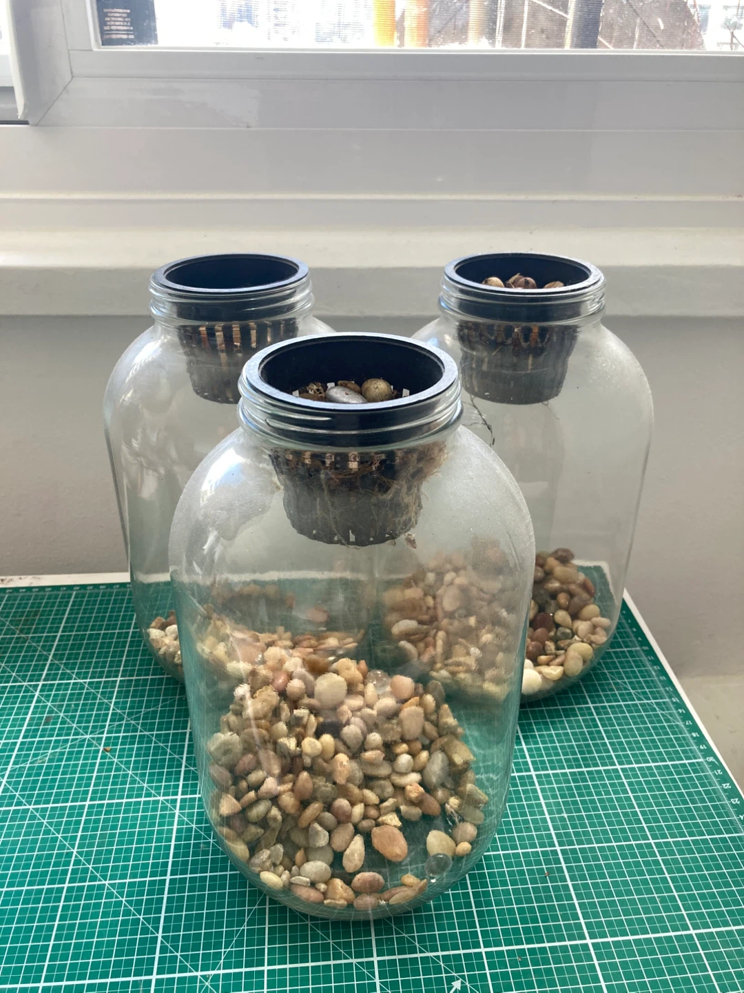 Three Glass Hydroponic Jars