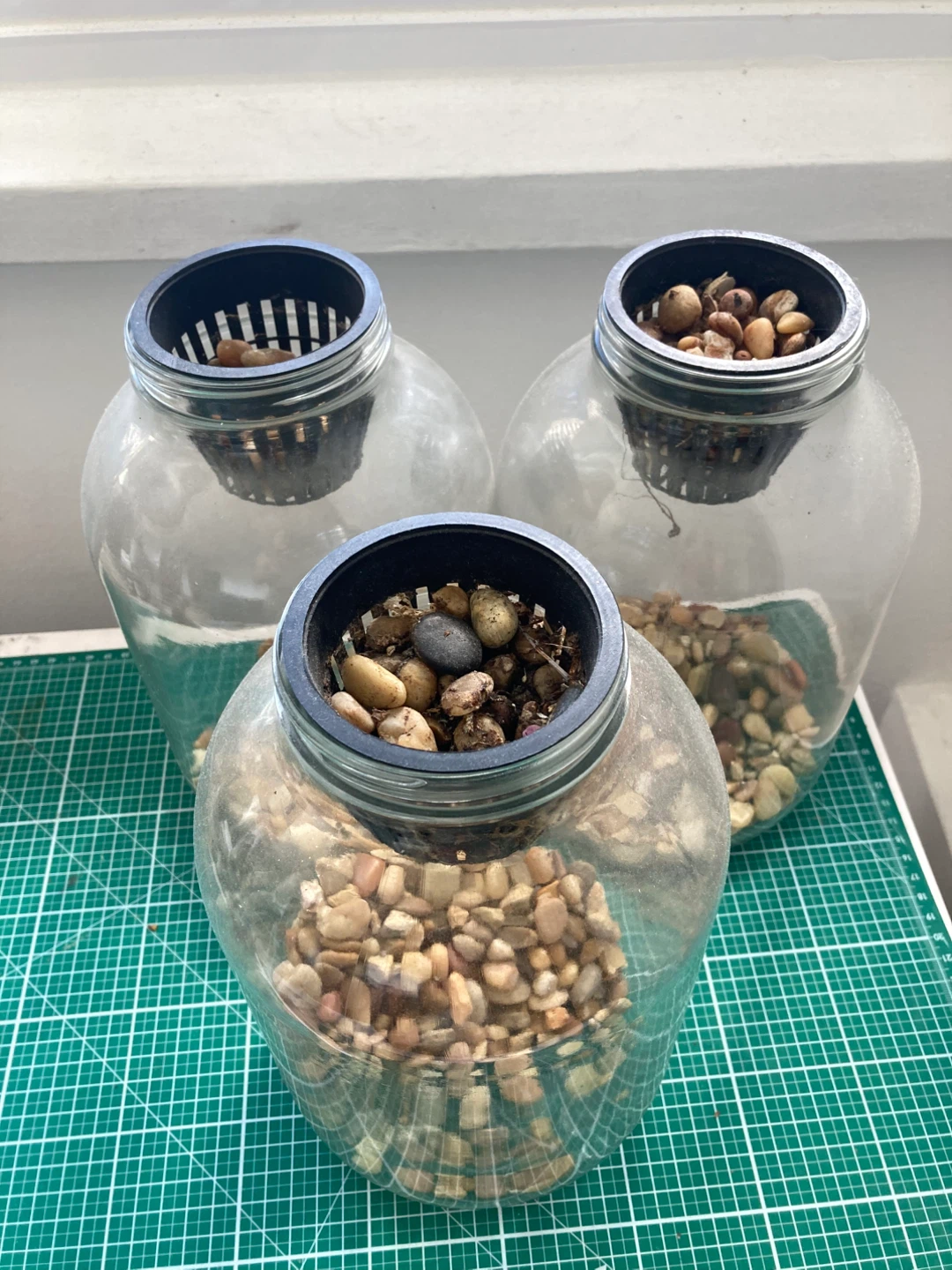 Three Glass Hydroponic Jars - photo 2