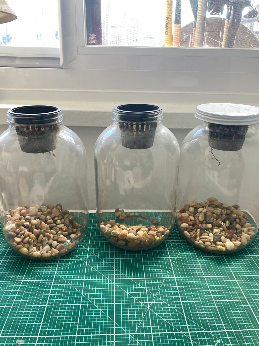 Three Glass Hydroponic Jars - photo 3