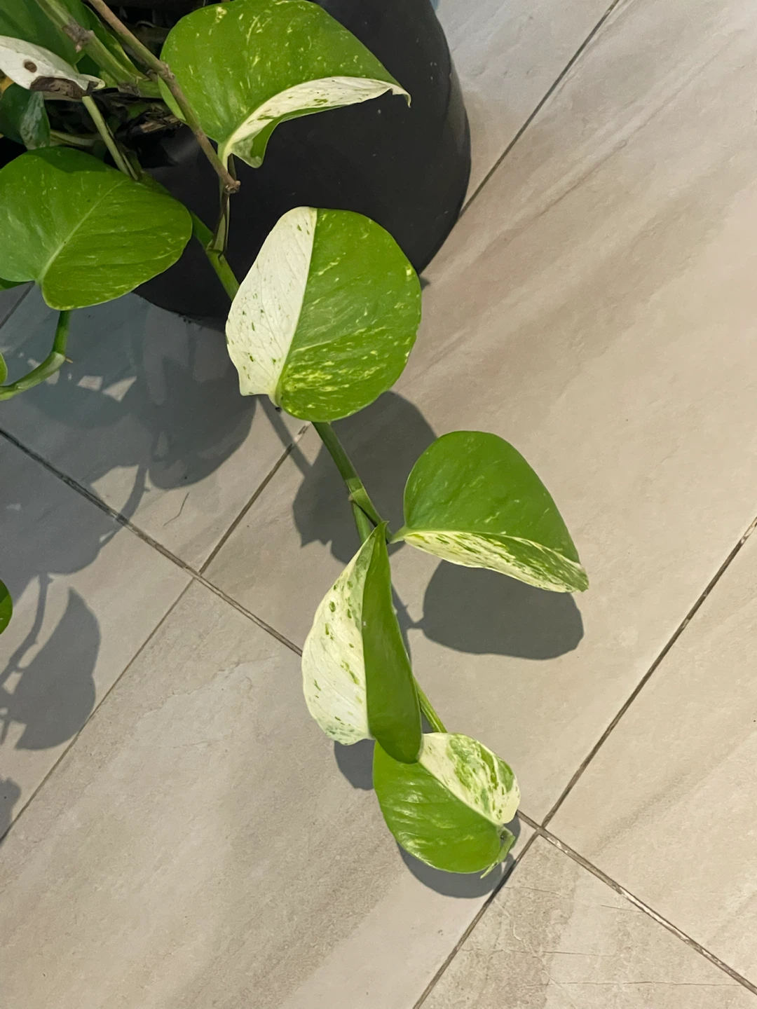 Golden Pothos Plant