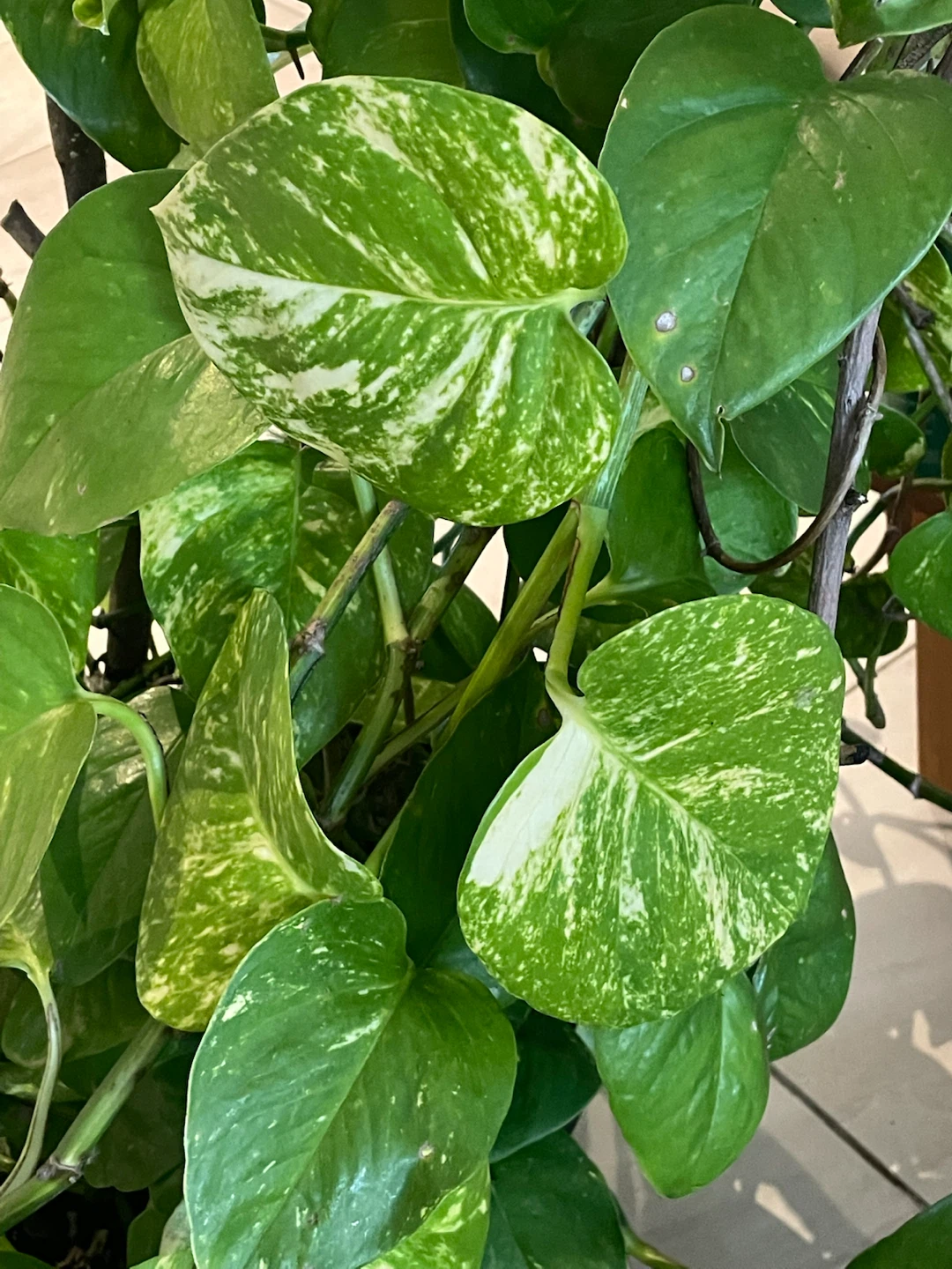 Golden Pothos Plant