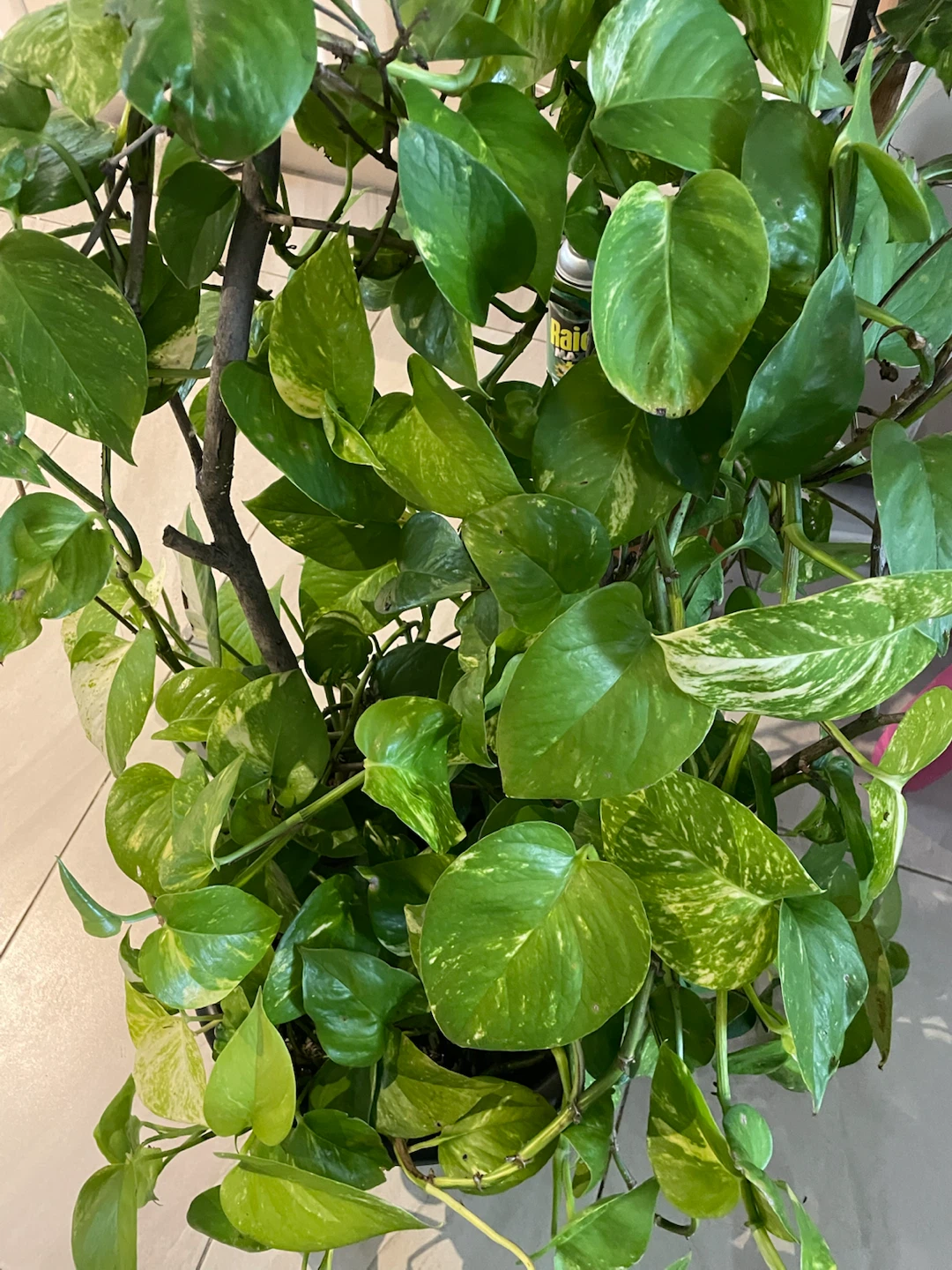 Golden Pothos Plant - photo 2