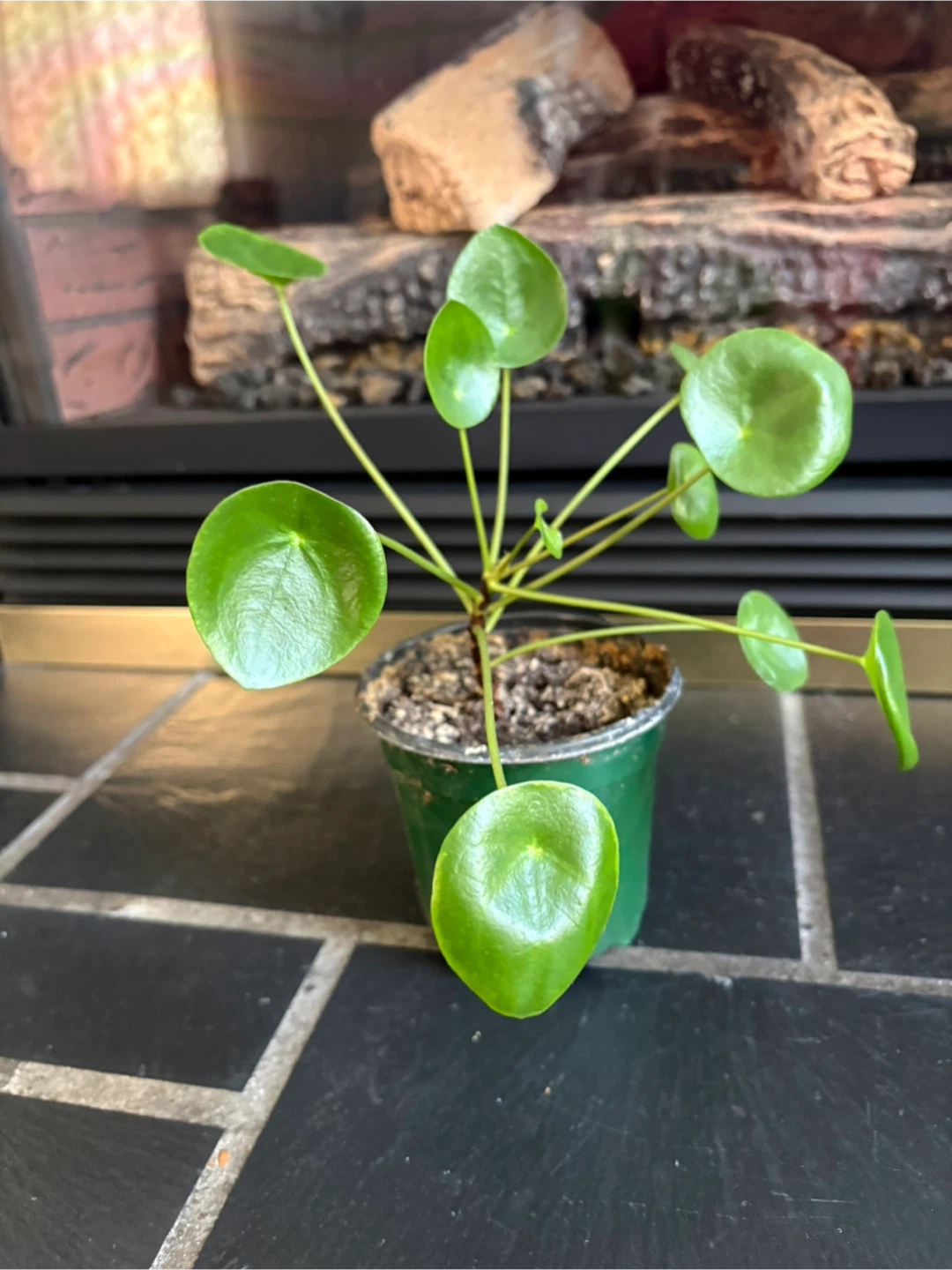 Pilea peperomioides houseplant