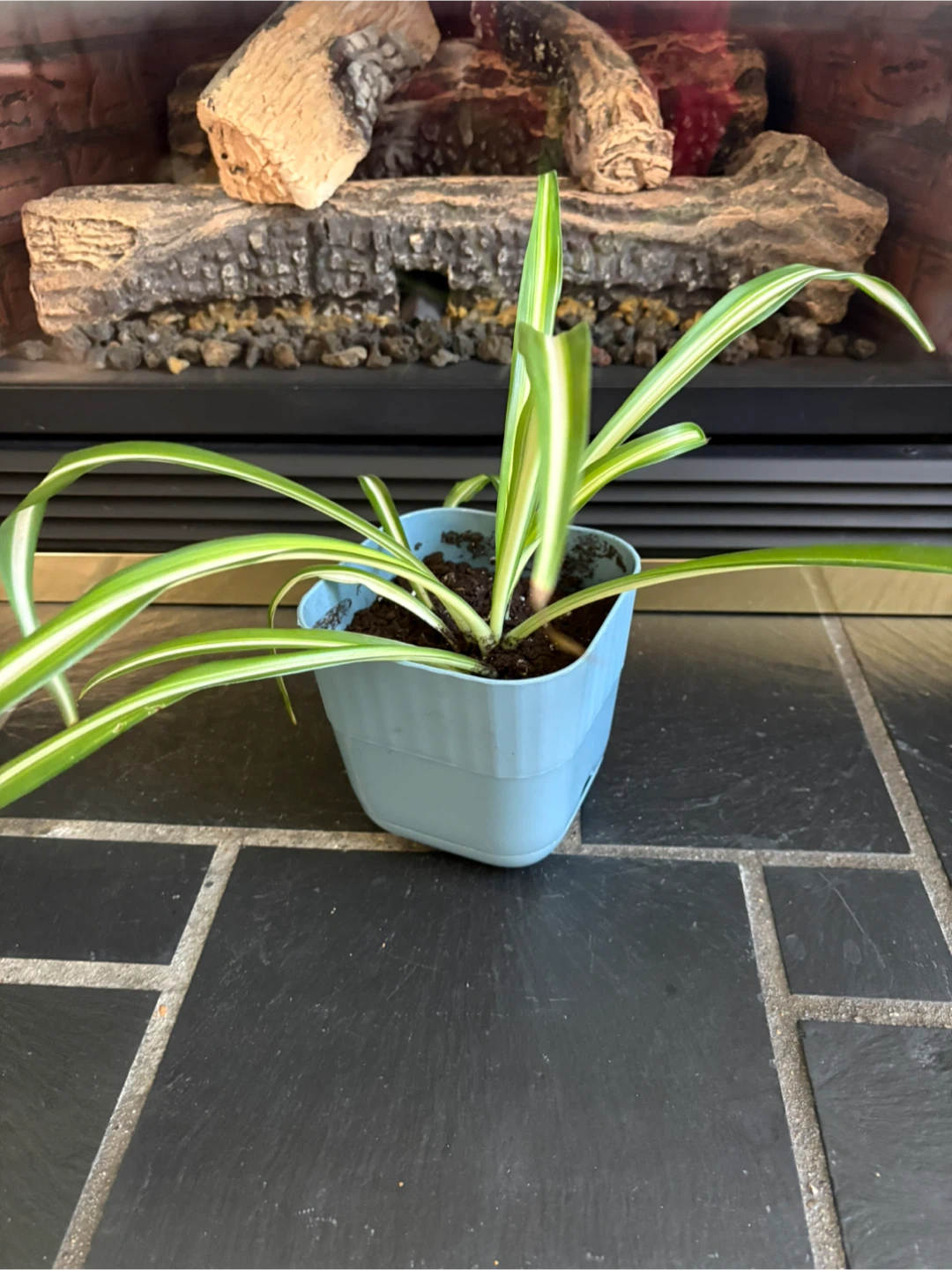 Variegated Spider Plant in Blue Pot