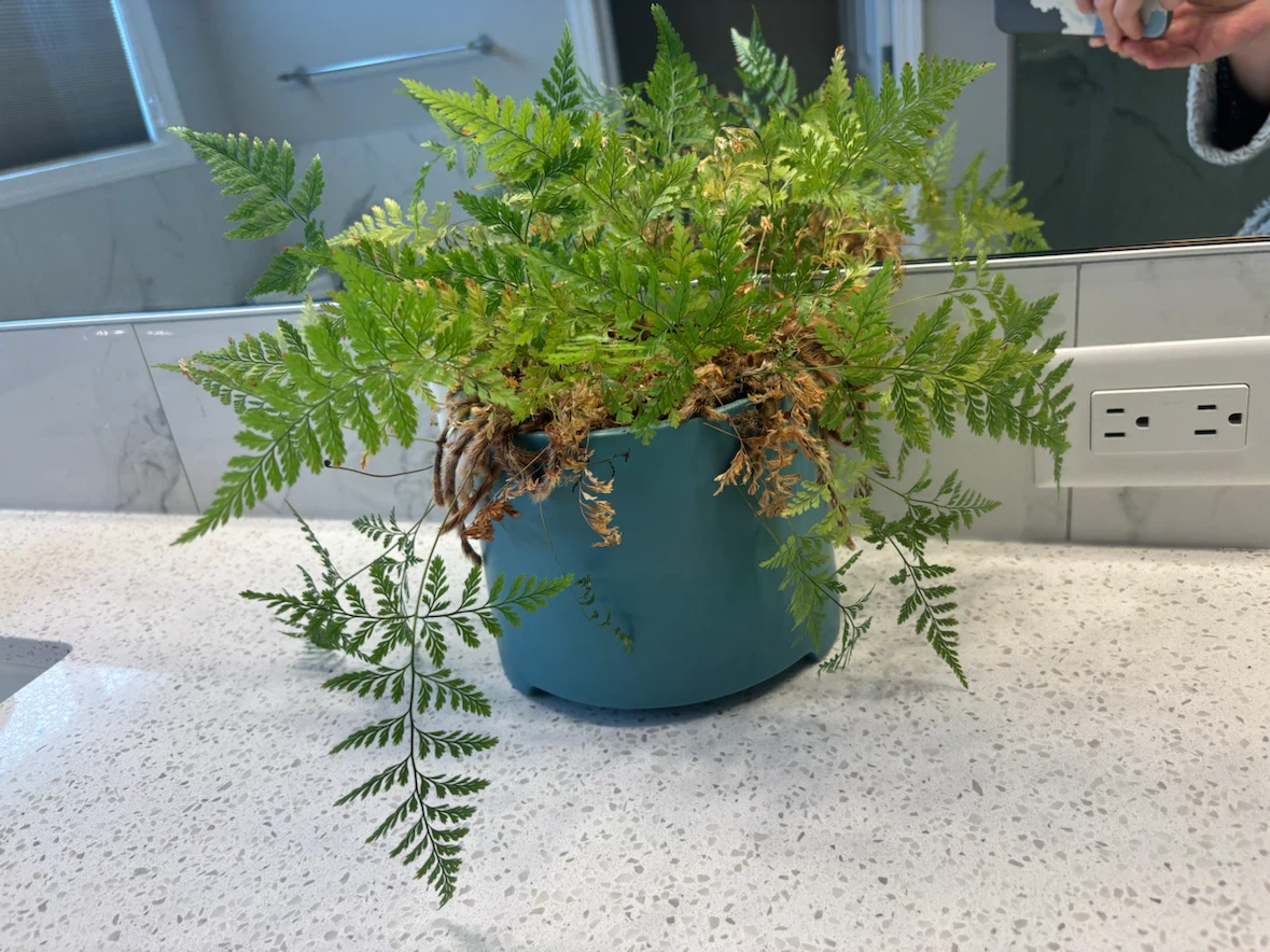 Fern plant in teal ceramic pot