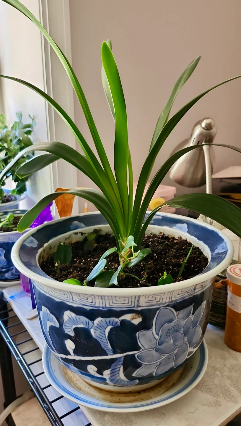 Clivia plant in blue and white porcelain pot