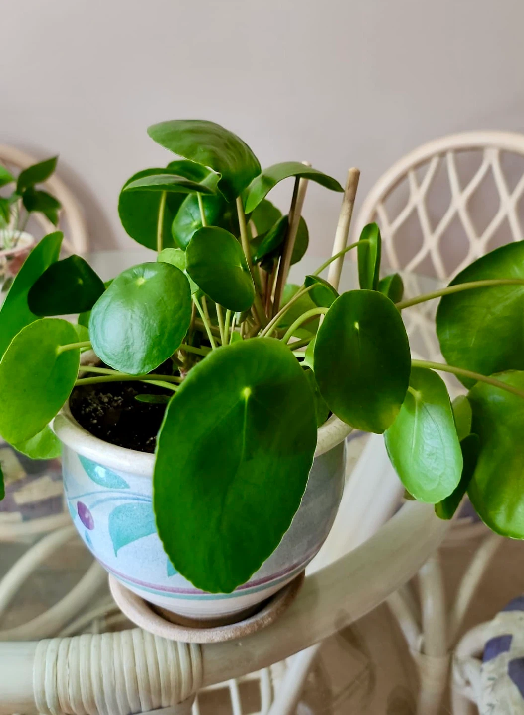 Healthy Pilea peperomioides houseplant