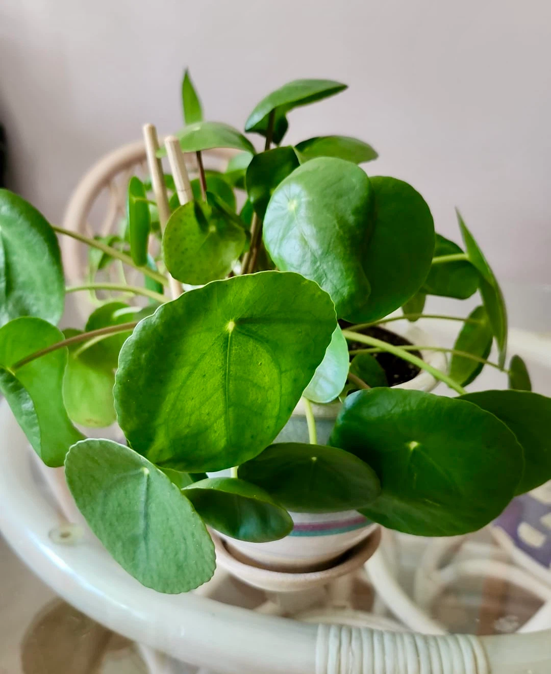 Healthy Pilea peperomioides houseplant - photo 2