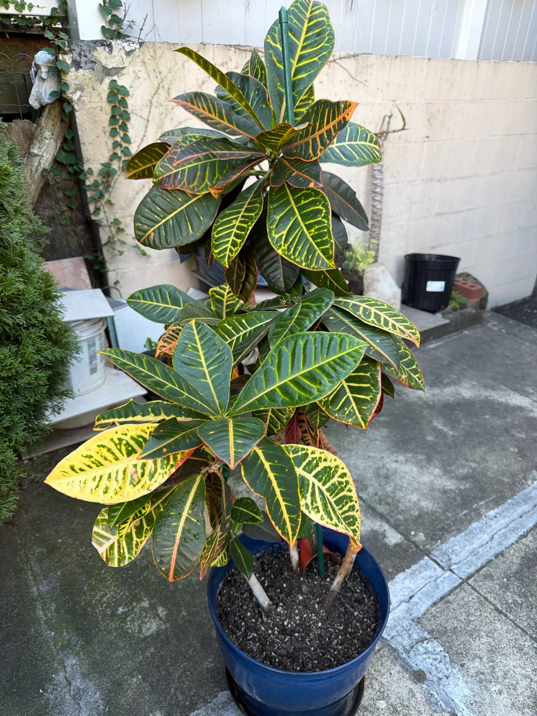 51” height Large Croton Houseplant in 14”Blue Pot