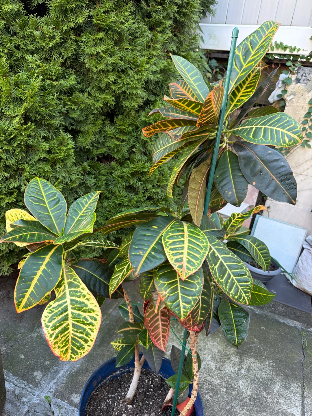 51” height Large Croton Houseplant in 14”Blue Pot - photo 2