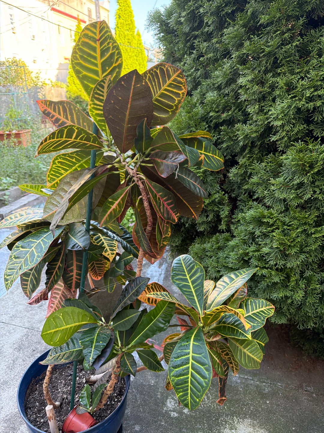 51” height Large Croton Houseplant in 14”Blue Pot - photo 3