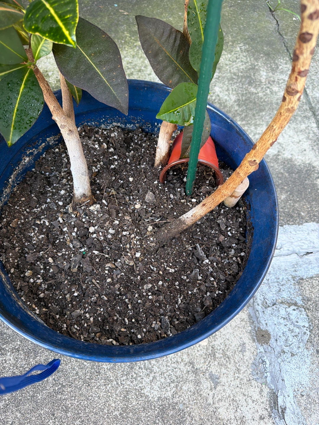 51” height Large Croton Houseplant in 14”Blue Pot - photo 4