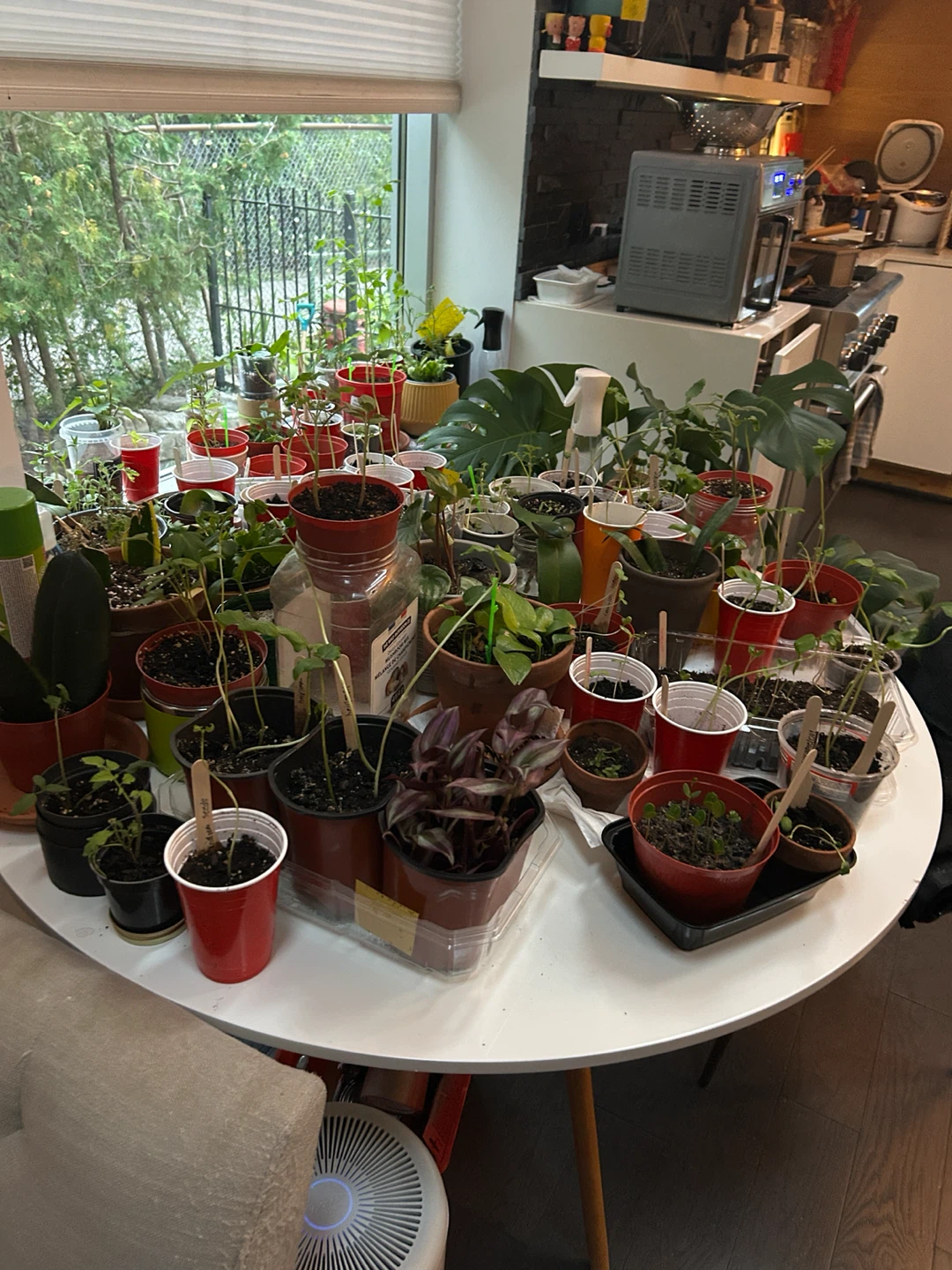 PICK UP PLANTS HERE