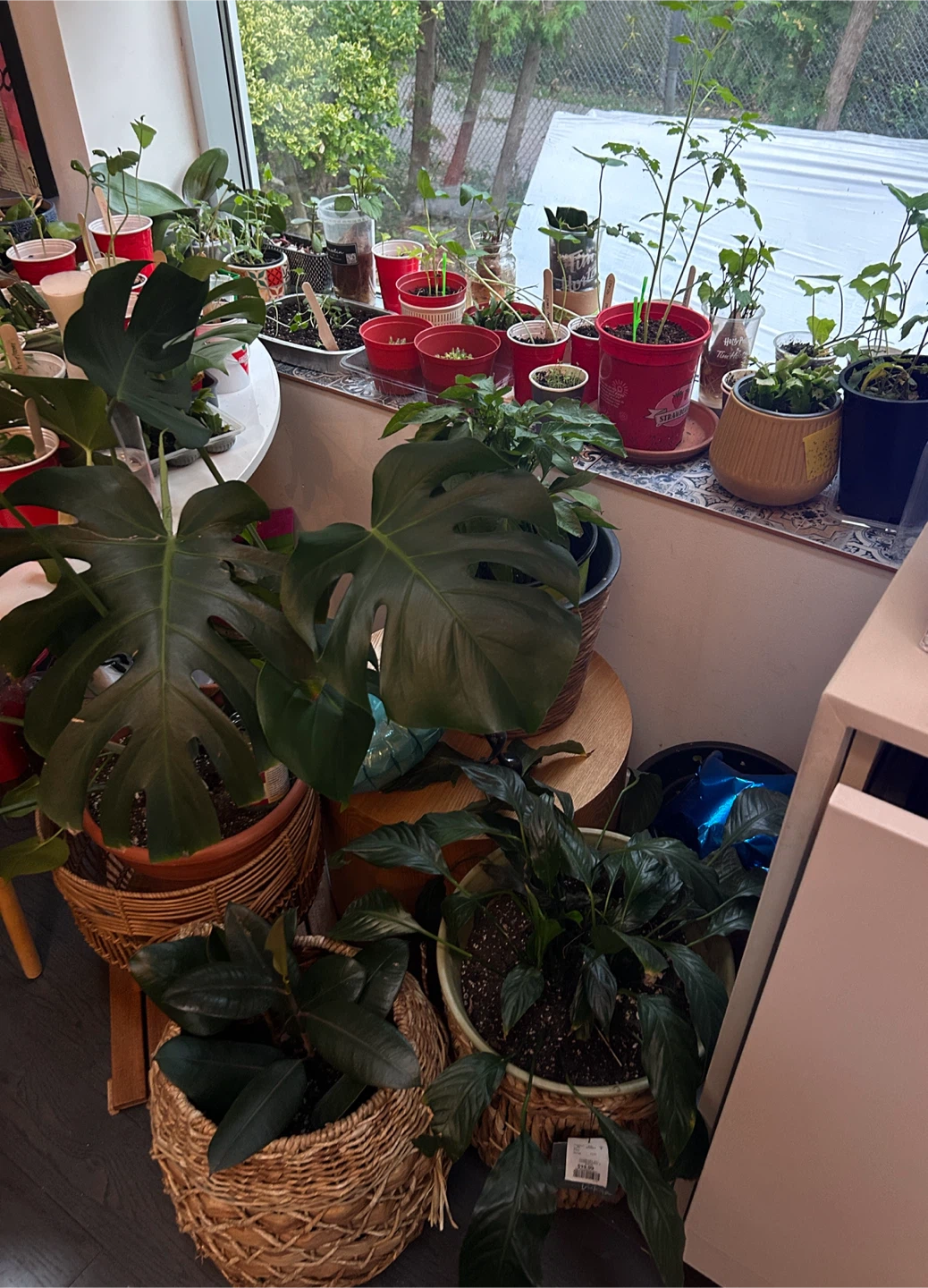 PICK UP PLANTS HERE - photo 2