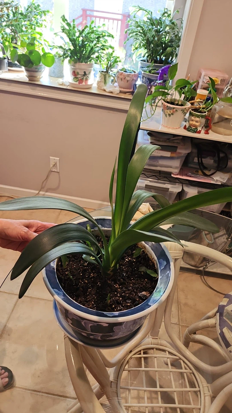 Clivia plant in blue and white porcelain pot - photo 2