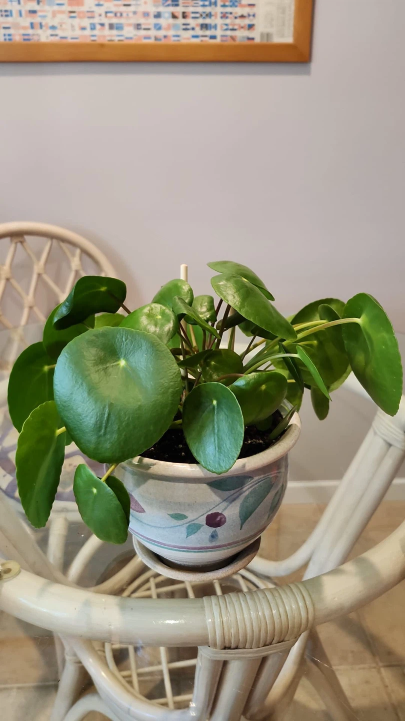 Healthy Pilea peperomioides houseplant - photo 3