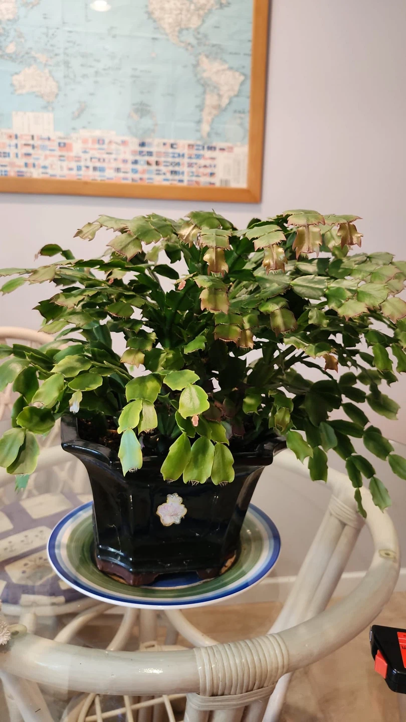 Thanksgiving Cactus in decorative pot