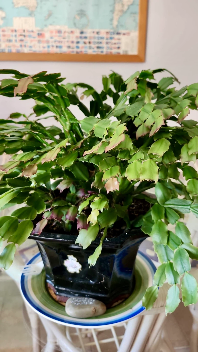 Thanksgiving Cactus in decorative pot - photo 2