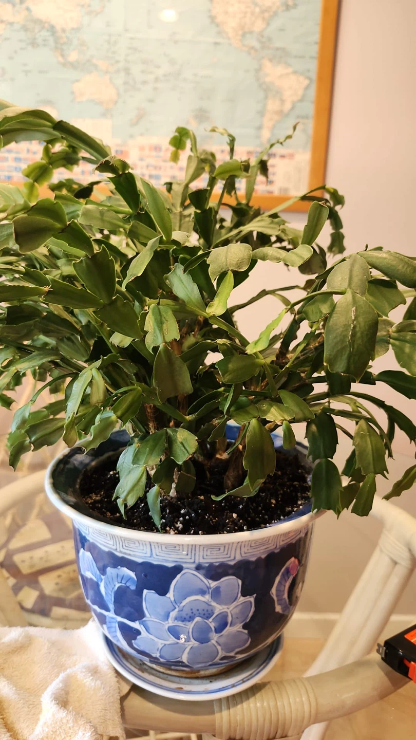 Thanksgiving Cactus in Blue Ceramic Pot