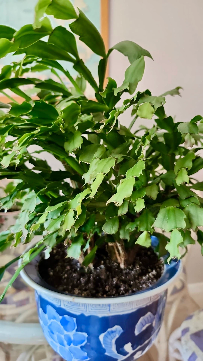 Thanksgiving Cactus in Blue Ceramic Pot - photo 2