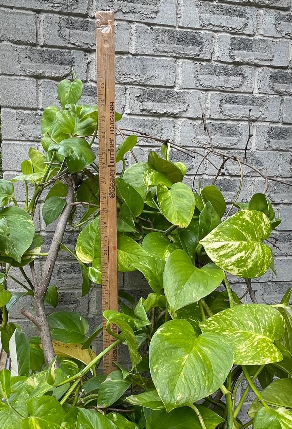 Golden Pothos Plant - photo 3