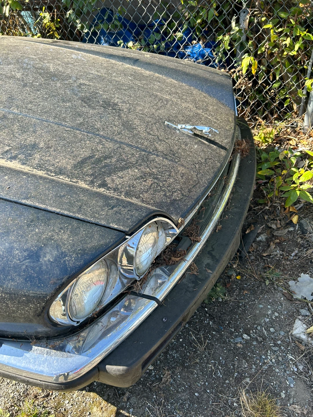 Jaguar XJS V12 Convertible - photo 2