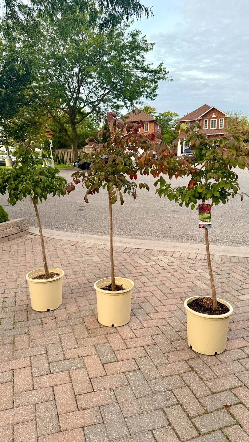 Burning Bush Tree Standard 4 feet tall in 5 gallon pot - photo 3