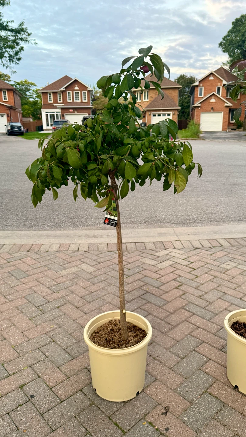 Burning Bush Tree Standard 4 feet tall in 5 gallon pot - photo 4
