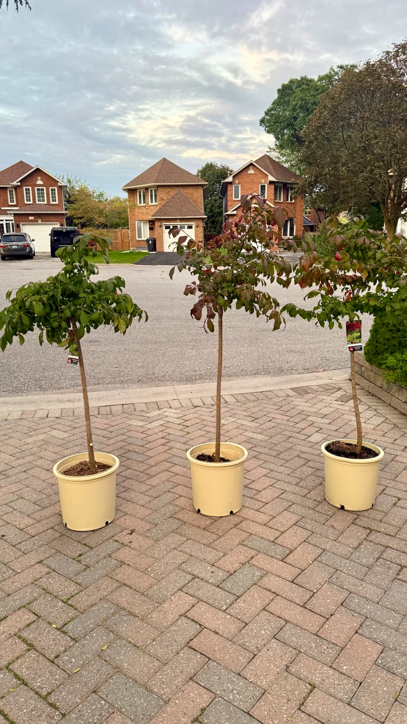 Burning Bush Tree Standard 4 feet tall in 5 gallon pot - photo 5