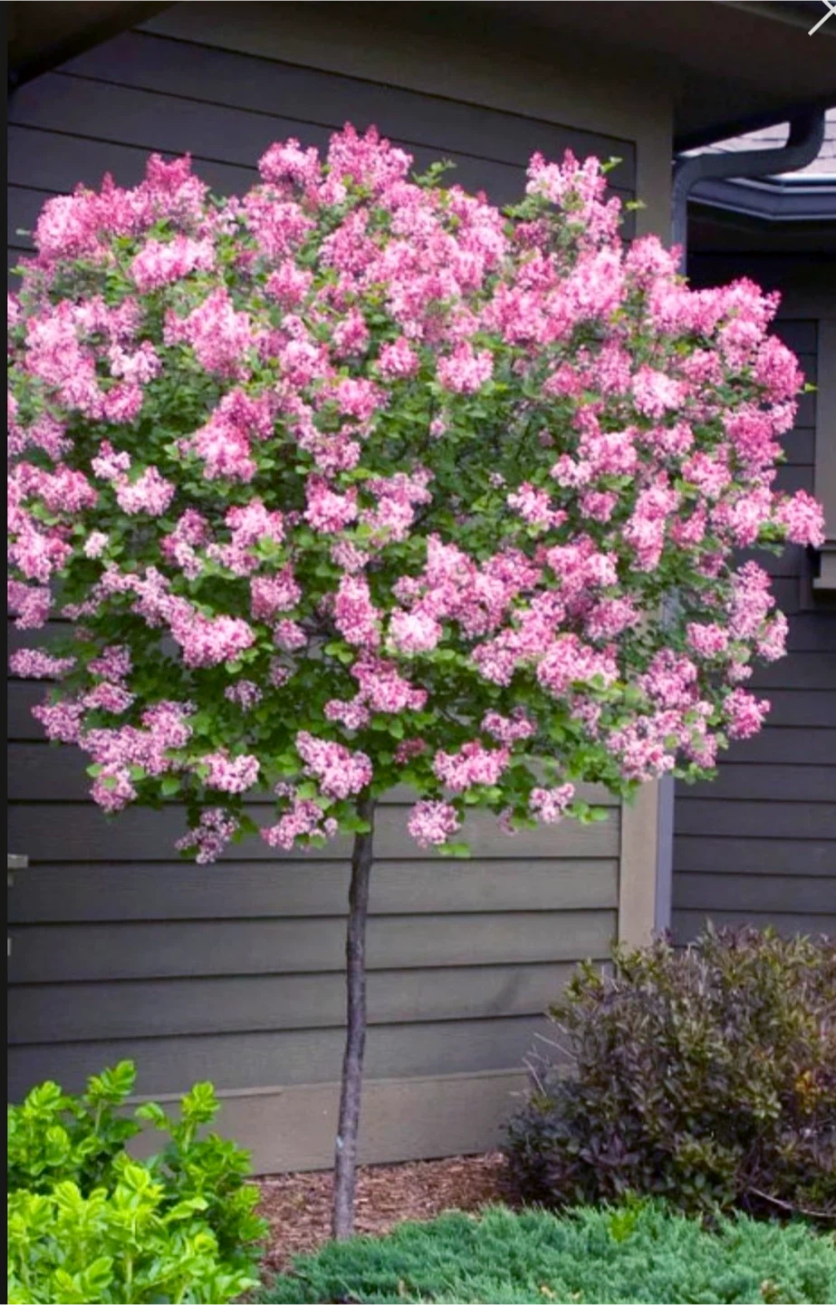 Tinkerbelle Lilac Tree Standard 6 feet tall in 5 gallon pot