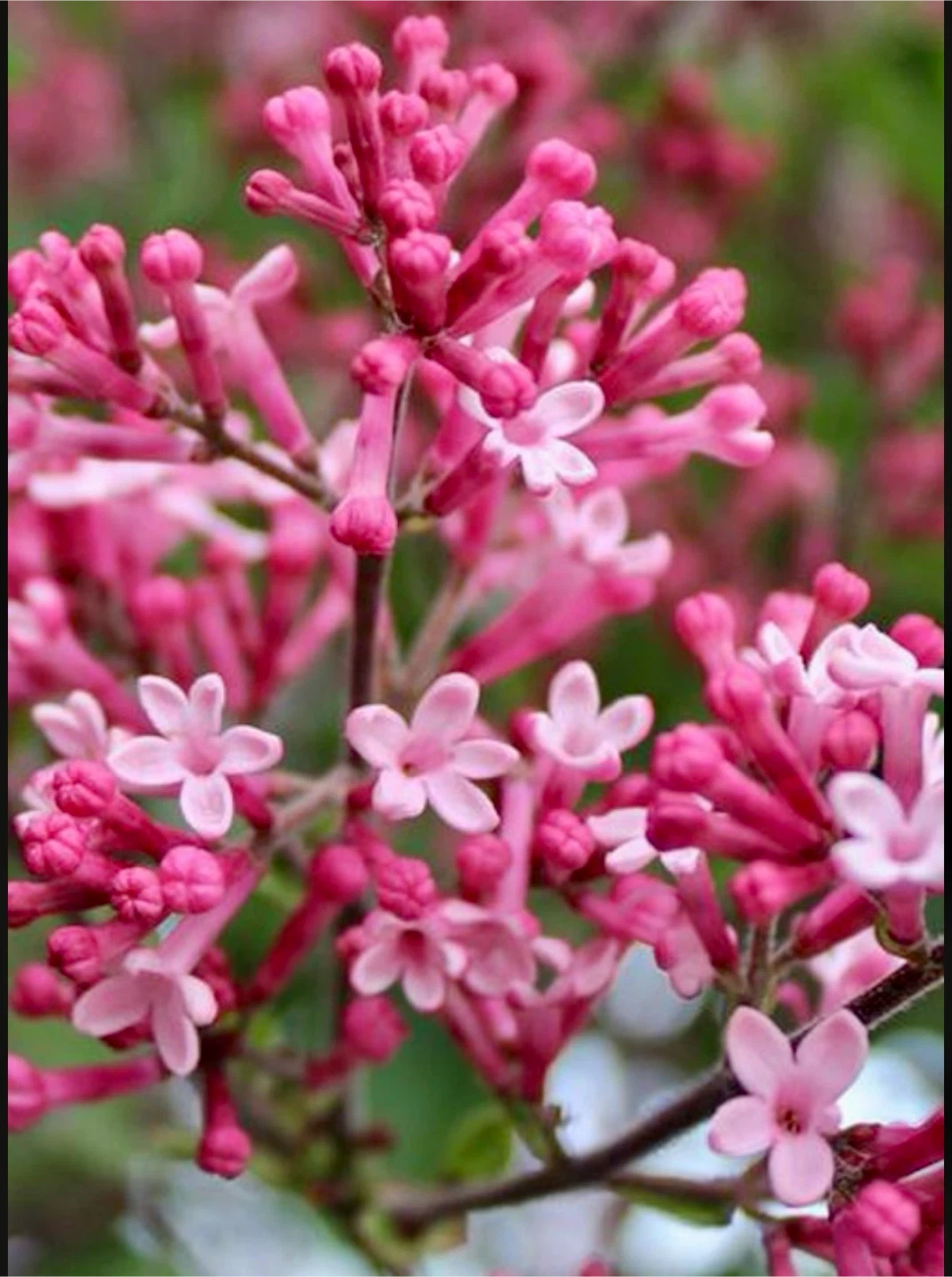 Tinkerbelle Lilac Tree Standard 6 feet tall in 5 gallon pot - photo 2