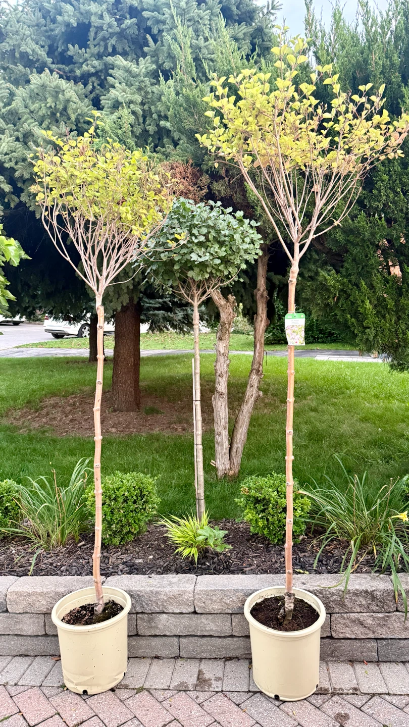 Tinkerbelle Lilac Tree Standard 6 feet tall in 5 gallon pot - photo 3