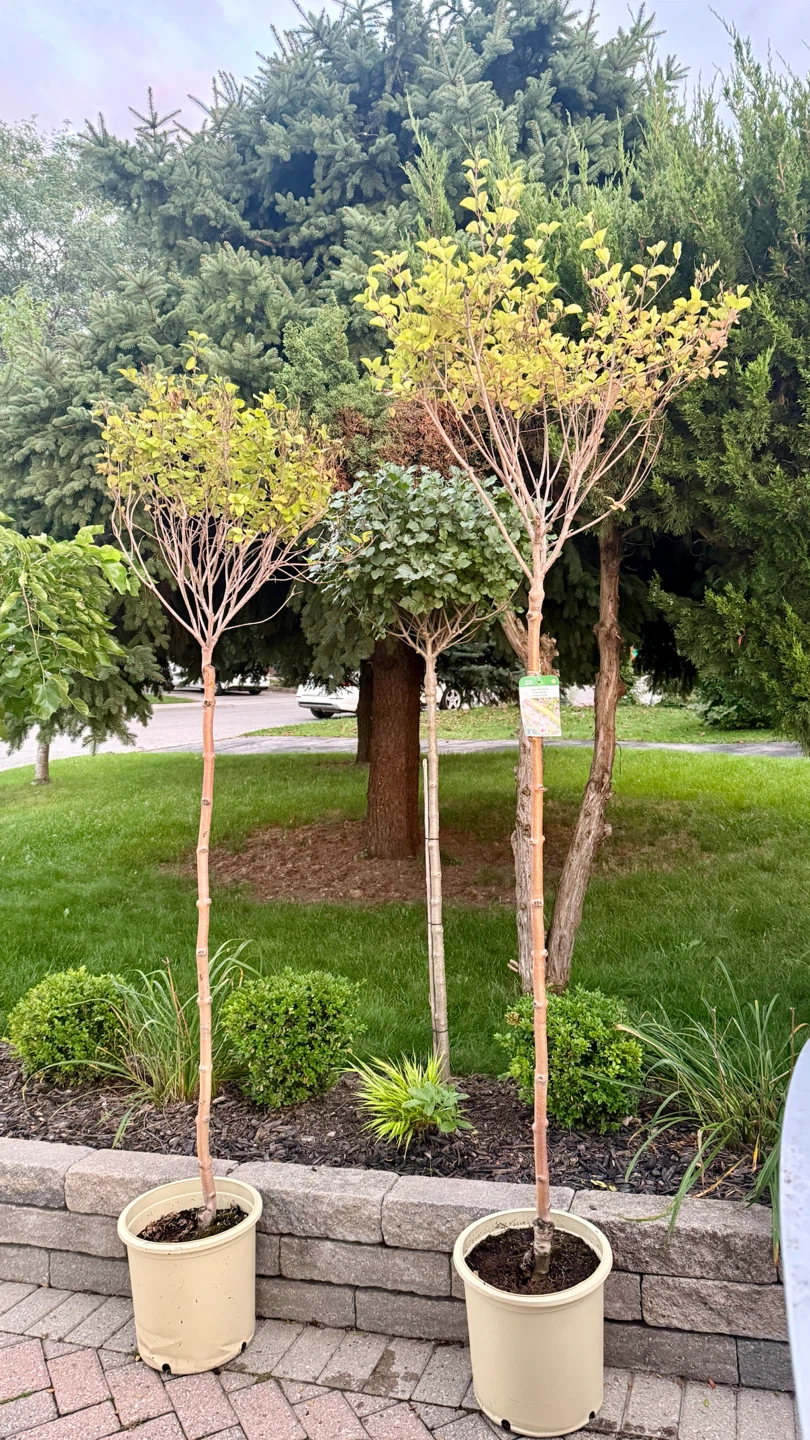 Tinkerbelle Lilac Tree Standard 6 feet tall in 5 gallon pot - photo 4