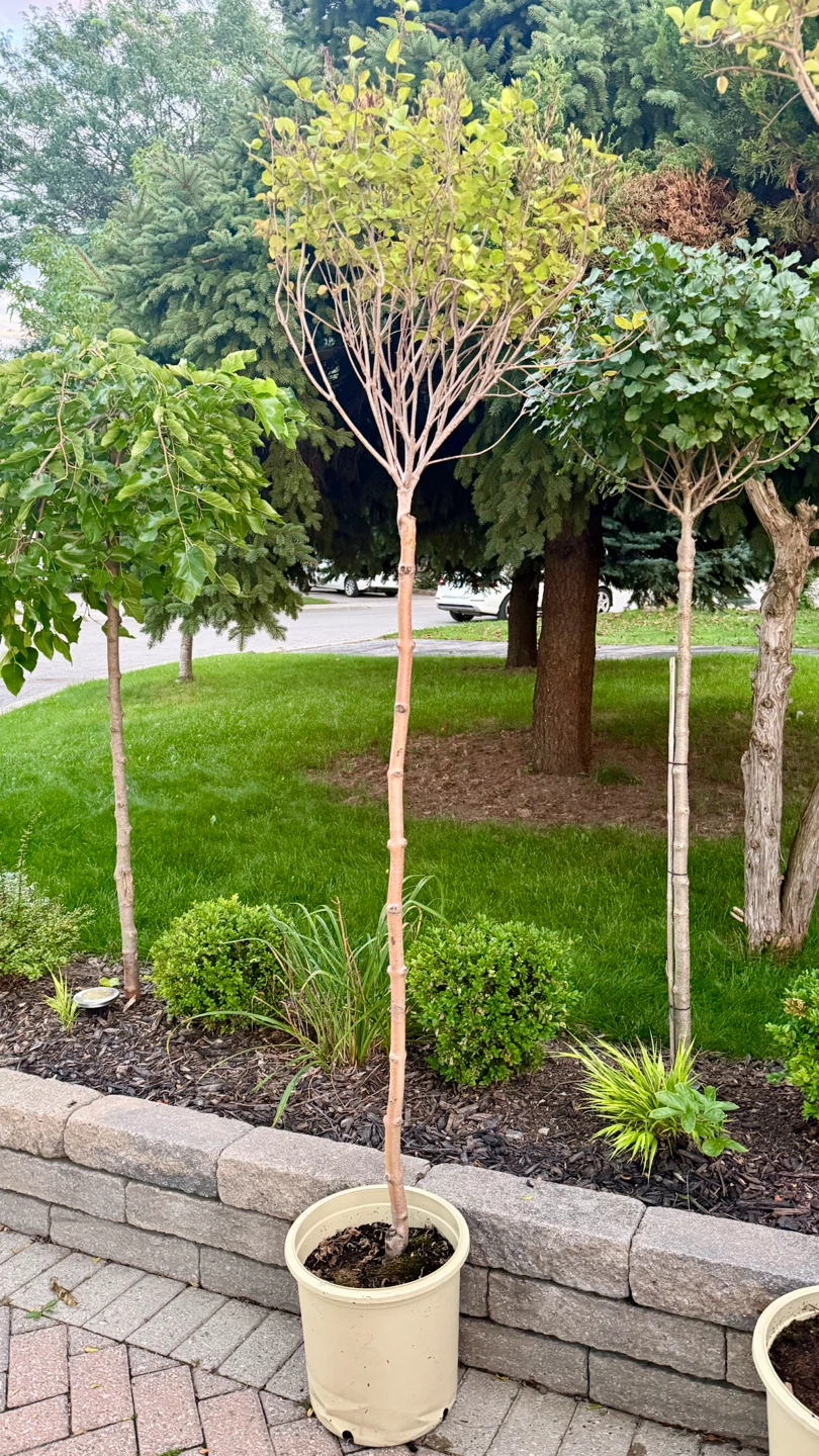 Tinkerbelle Lilac Tree Standard 6 feet tall in 5 gallon pot - photo 5