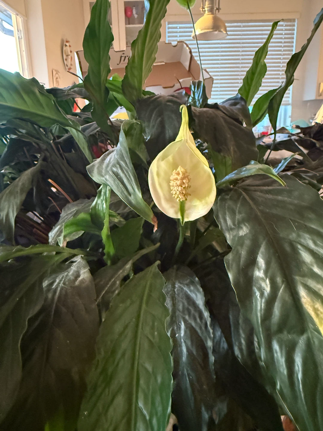 Large Peace Lily plant