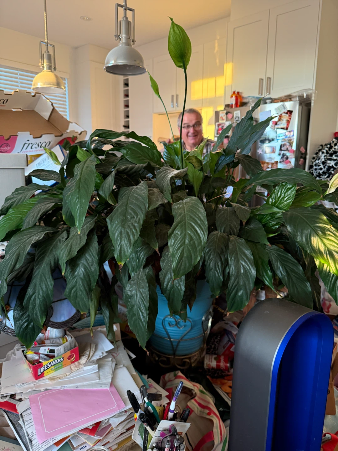 Large Peace Lily plant - photo 2