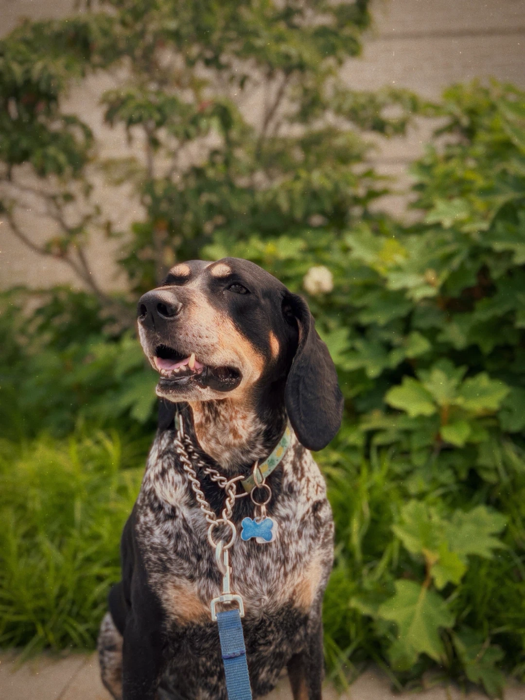 LOCAL CANADIAN DOG WALKER! - photo 2