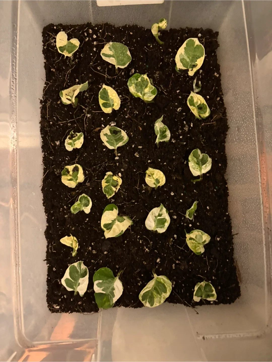 Variegated Pothos Houseplant (CUTTING)