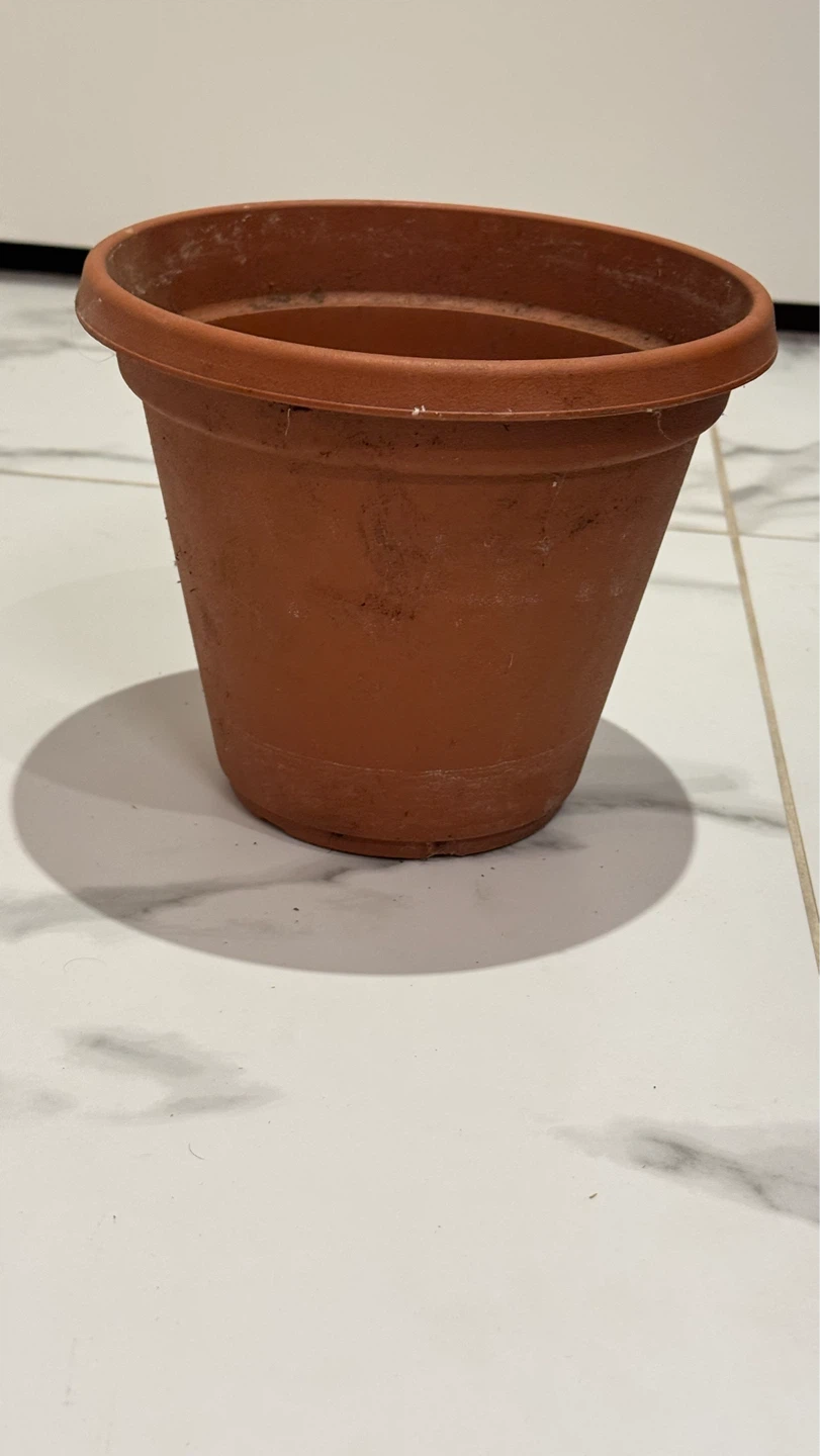 Terracotta plant pot