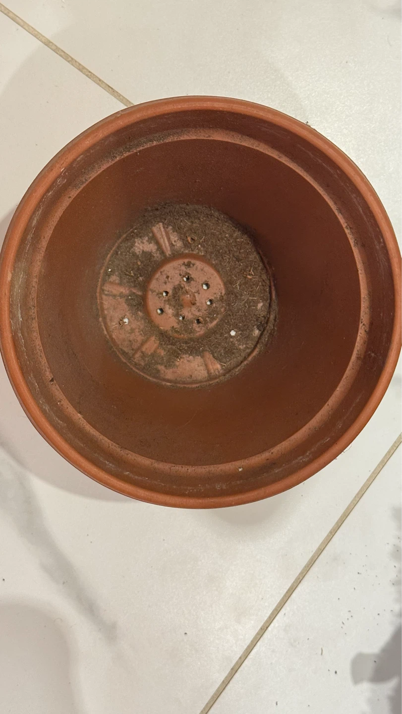 Terracotta plant pot - photo 2