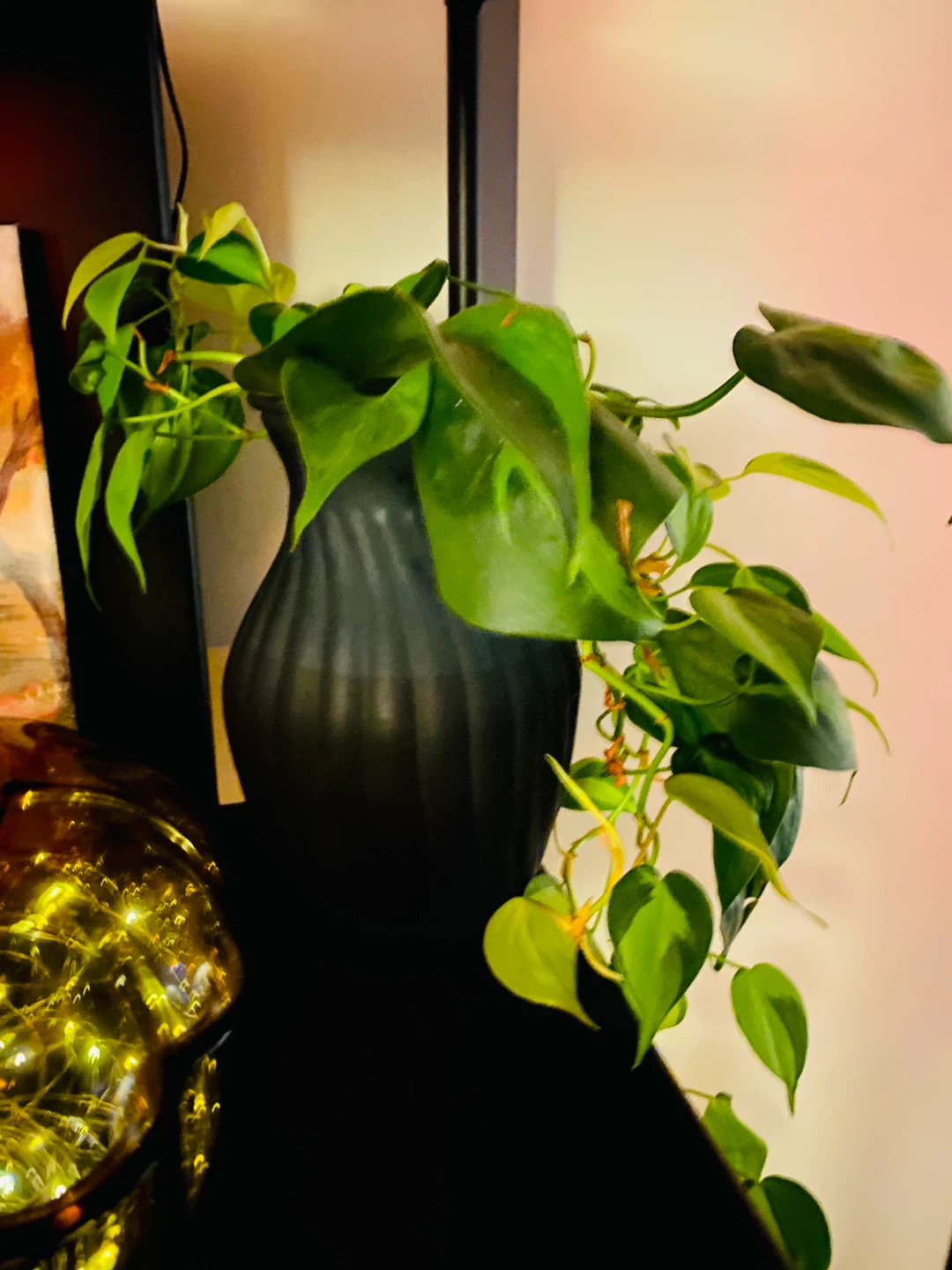 Free plants