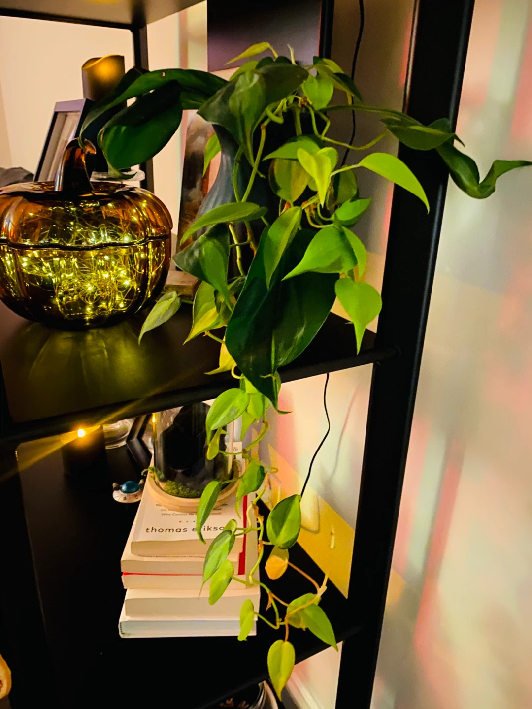 Free plants - photo 2