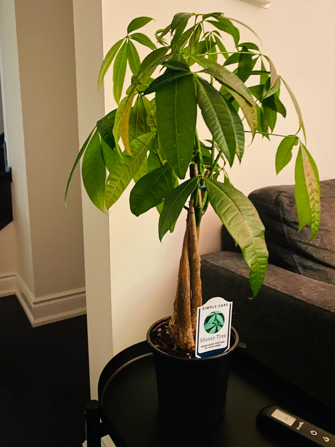 Free plants - photo 3
