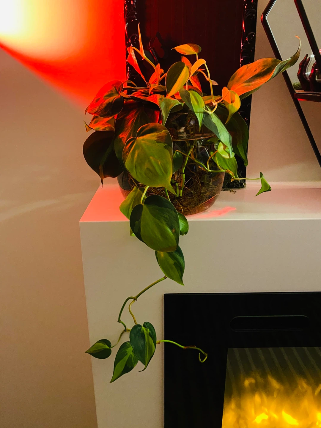 Free plants - photo 4