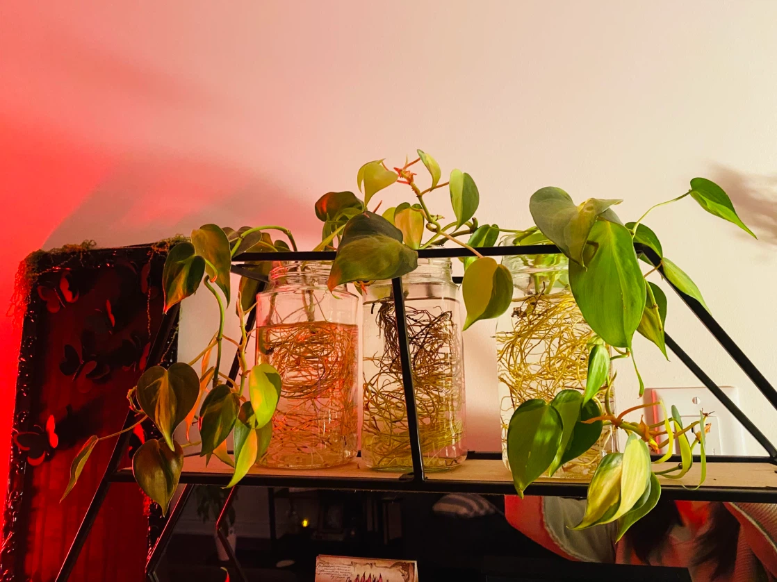 Free plants - photo 5