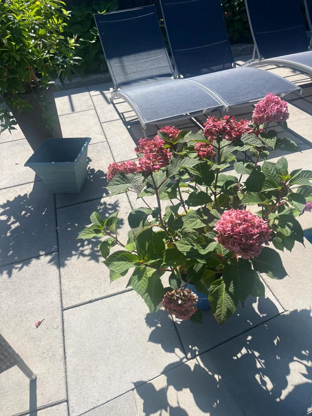 Endless Summer Hydrangea Plant - photo 3